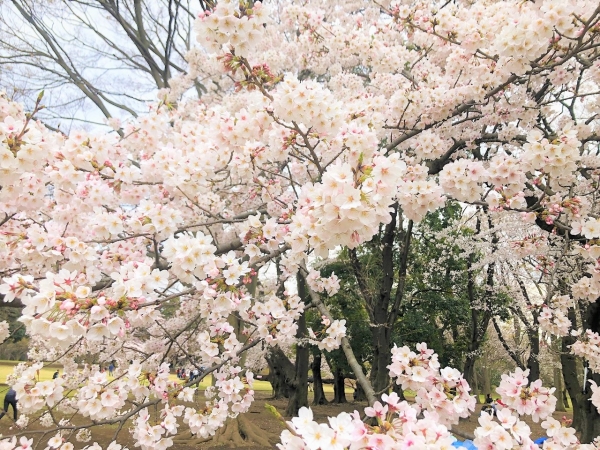 桜が満開◎